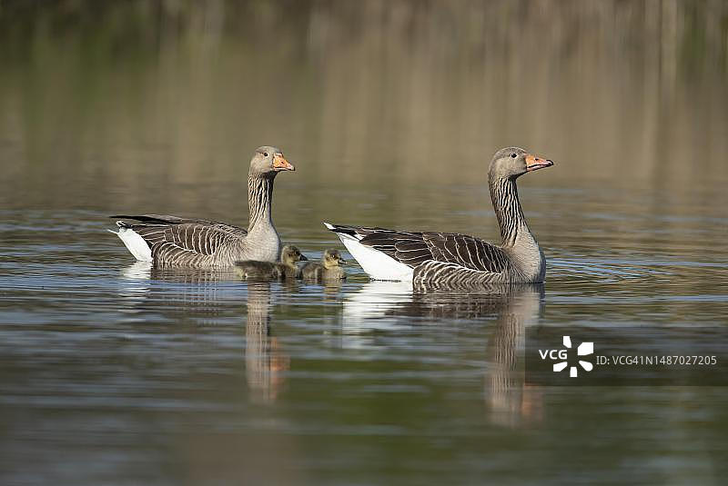 灰雁:两只成年鸟和两只幼鹅在英国英格兰萨福克的一个湖上图片素材