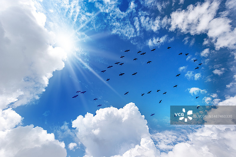 一群鸭子的剪影映衬着蓝天和积云图片素材