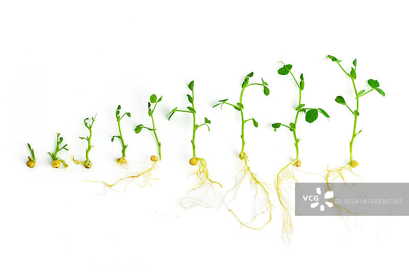 白色背景上的豌豆嫩芽。不同生长阶段的豌豆幼芽。超级食品，健康饮食理念图片素材