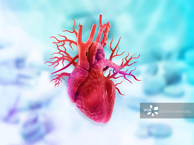 人体心脏解剖在孤立的蓝色背景图片素材