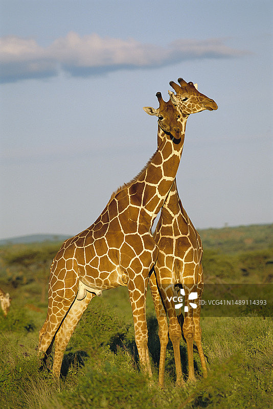 网状长颈鹿的脖子图片素材