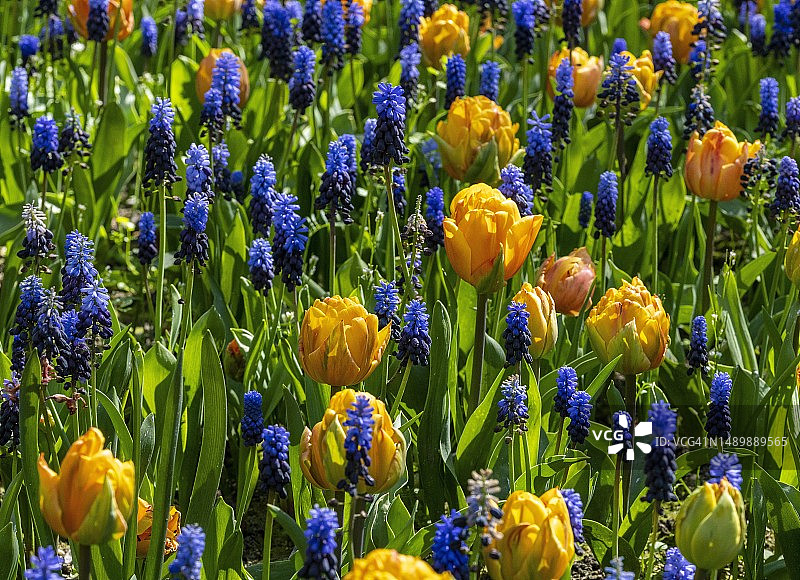 德国柏林，公园床上的黄色郁金香和蓝色葡萄风信子图片素材