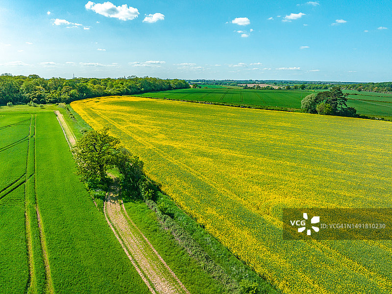 英国米尔顿凯恩斯农村的黄色油菜籽(芸苔)田野鸟瞰图图片素材