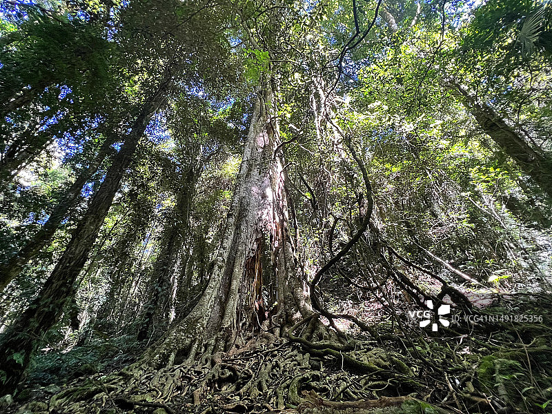 澳大利亚新南威尔士州多里戈附近的热带雨林中非常古老的树冠图片素材