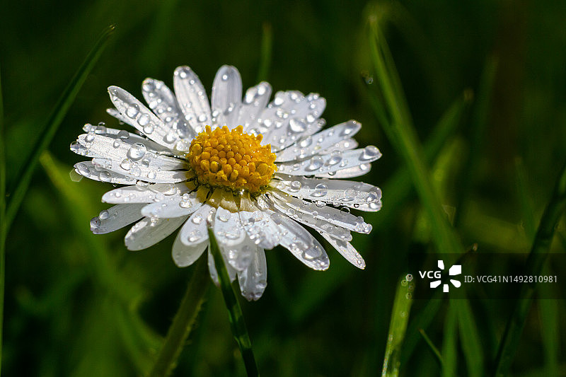 菊科雏菊或二年生百年花的微距照片，春天草地上盛开的花朵特写图片素材