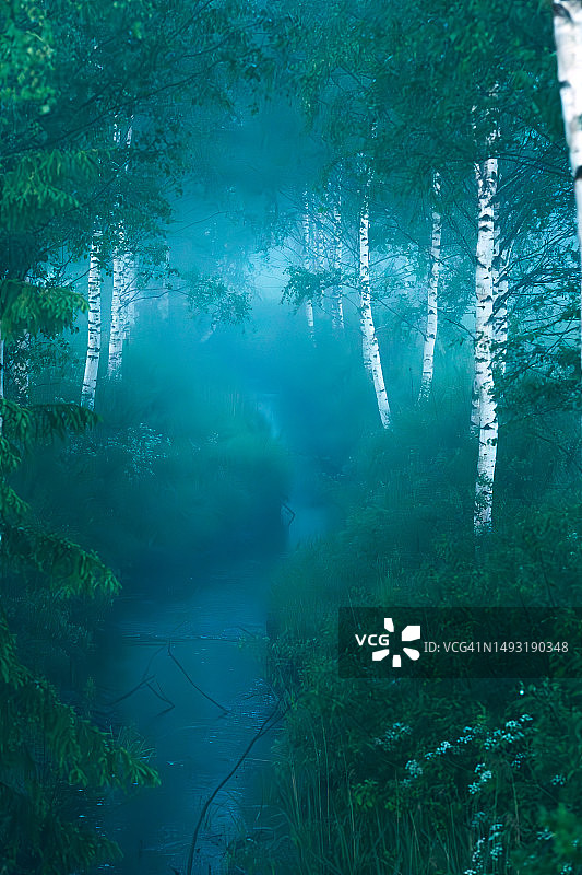 雾蒙蒙的仲夏河畔森林，北欧芬兰的桦树图片素材