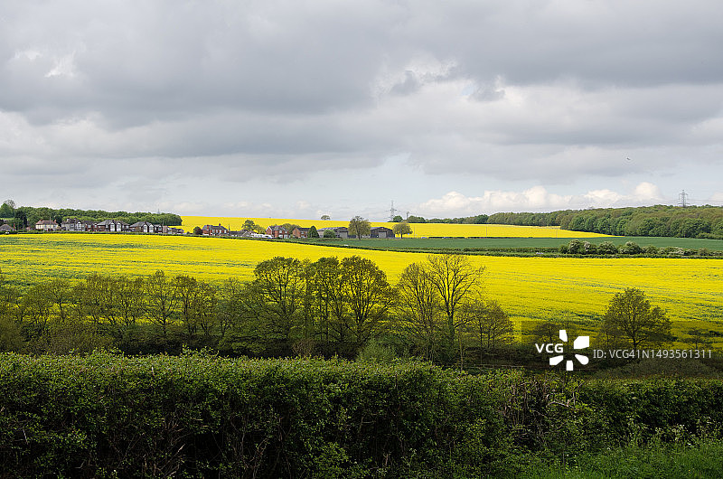 春日里的油菜地，英国图片素材