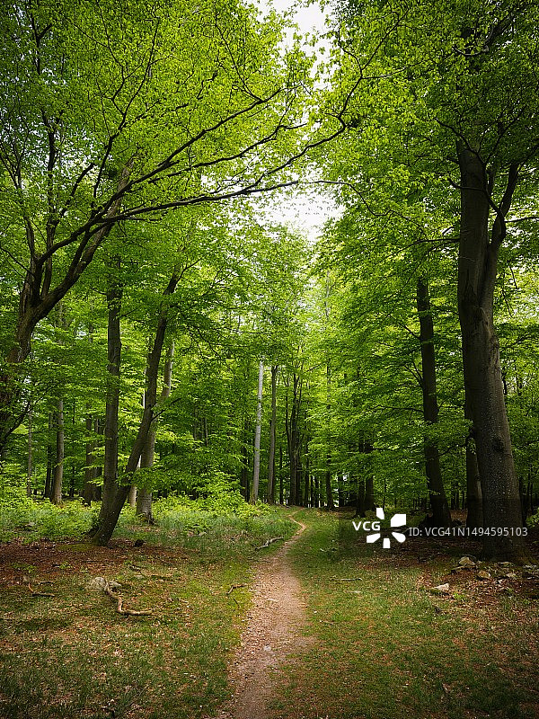 斯洛伐克，佩济诺克，绿色森林中的一条徒步小径图片素材