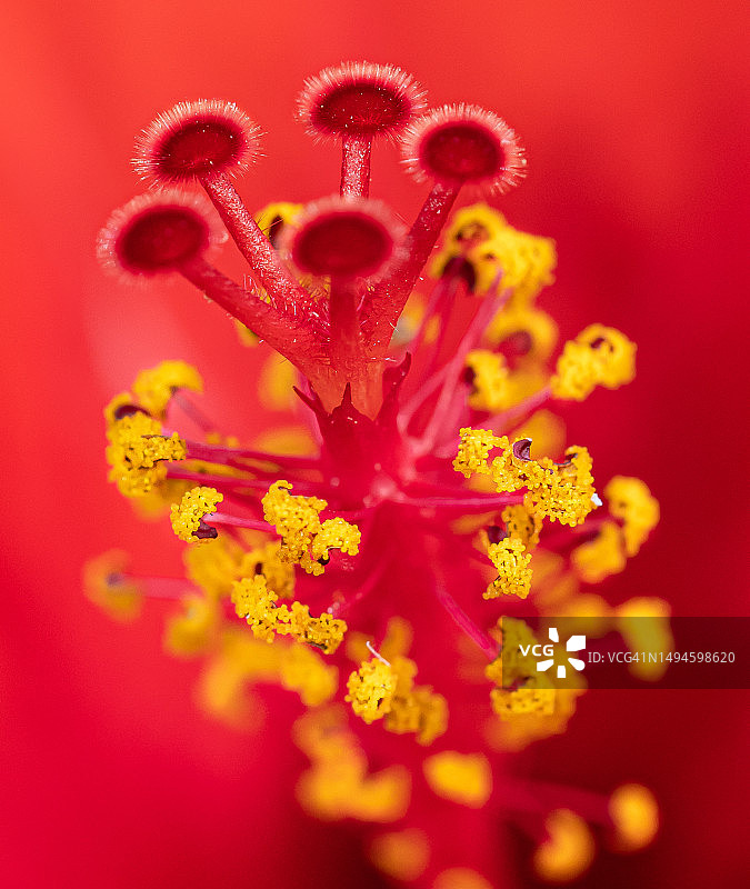 喀麦隆Wouri，红色花朵的特写图片素材