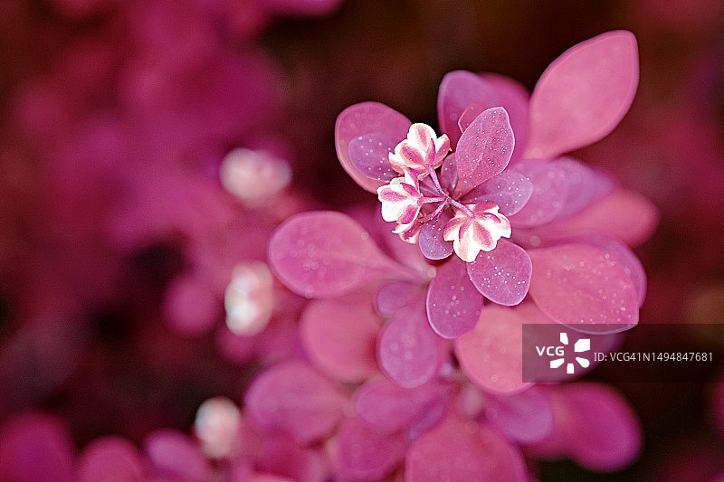 春天和夏天的野莓丛图片素材