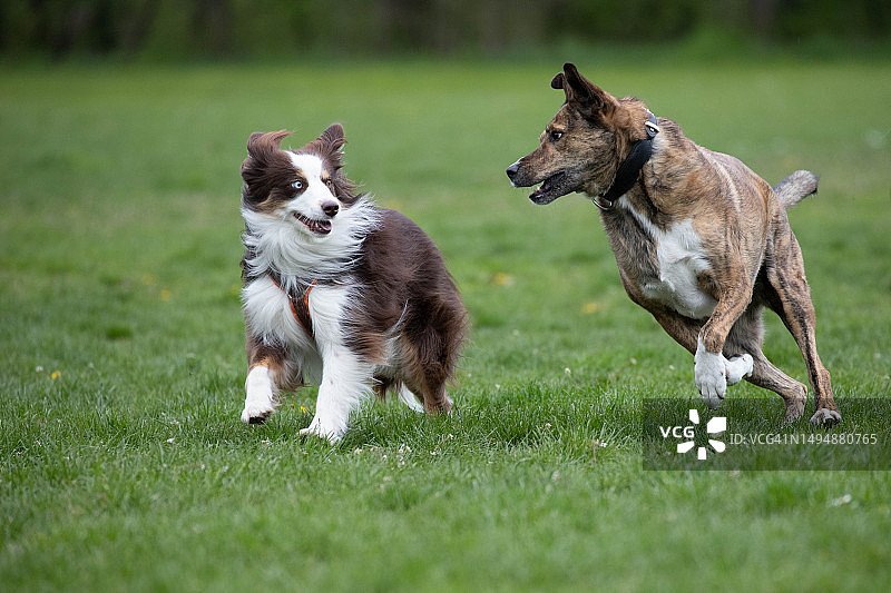 两只狗在草地上玩耍，德国图片素材