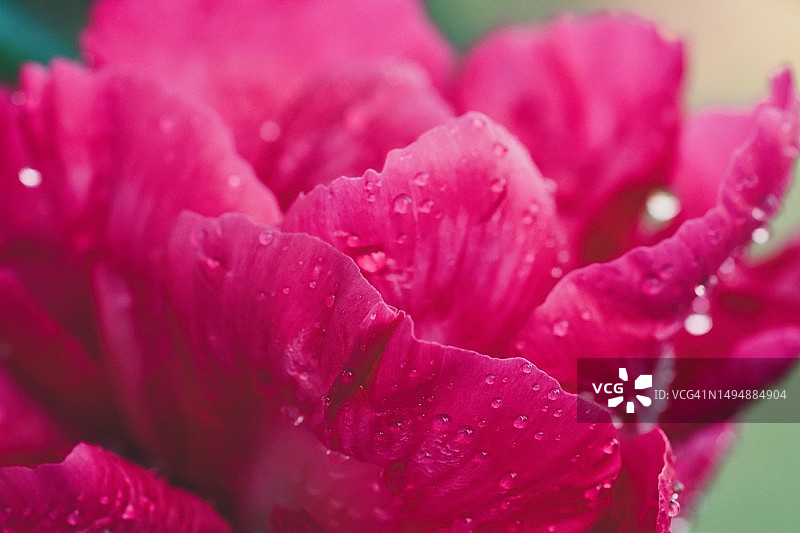 荷兰尼德兰德的粉色湿花特写图片素材
