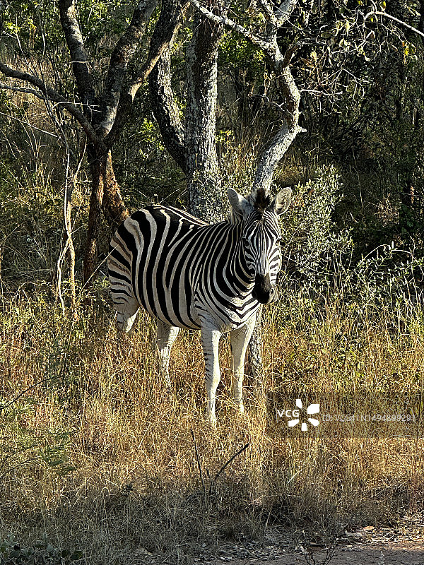 平原伯彻尔斑马站在田野上的肖像，南非图片素材