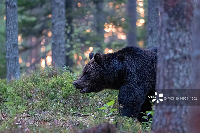 在芬兰锦湖附近的芬兰北部，日落时分，一只熊在森林里散步图片素材