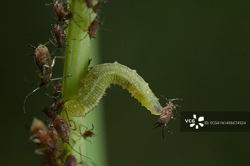 法国，食蚜蝇幼虫在植物上取食蚜虫的特写图片素材