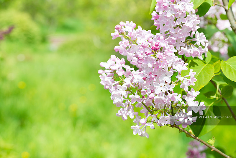 乌克兰粉色樱花的特写图片素材