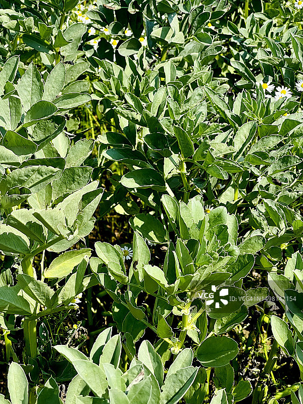田野中的蚕豆植物(蚕豆)生长和近距离拍摄。图片素材
