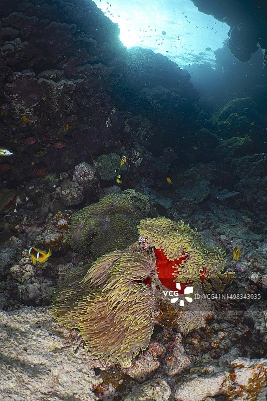 背光下华丽的海葵(Heteractis magnifica)和红海小丑鱼(Amphiprion bicinctus)。潜水地点圣约翰，埃及，红海图片素材