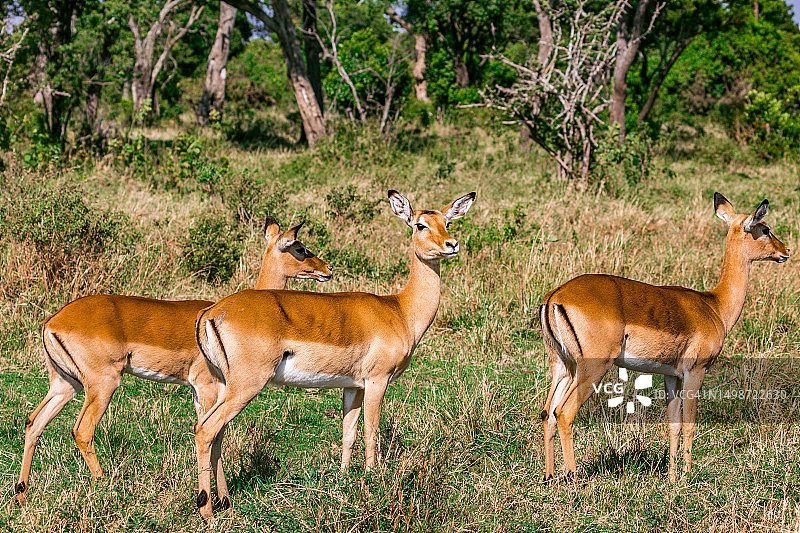站在田野上的鹿的侧视图，肯尼亚图片素材