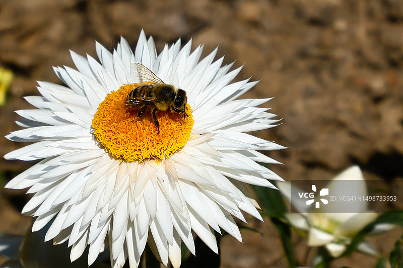 蜜蜂在白花上的特写，Hadamar，德国图片素材