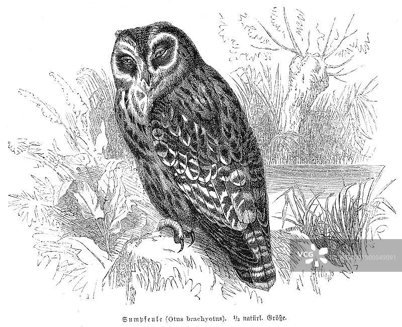 短耳猫头鹰鸟雕刻插图1892图片素材