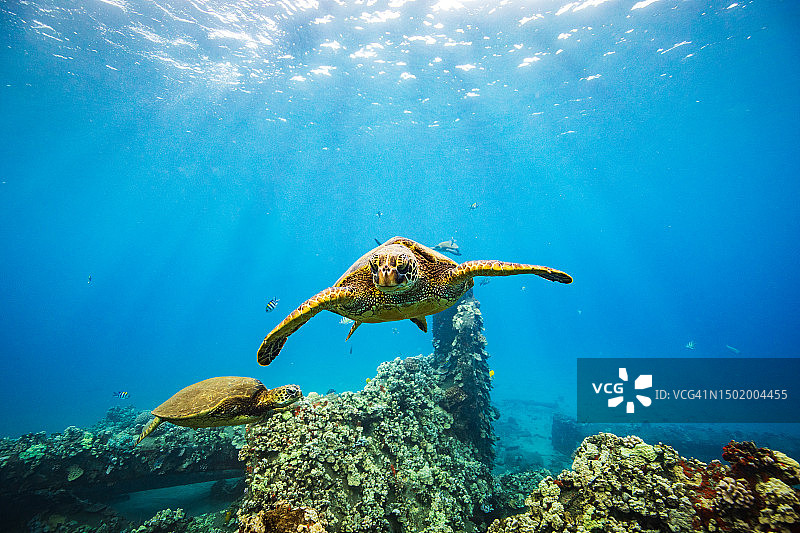 绿海龟游过珊瑚，穿过清澈的蓝色海洋图片素材