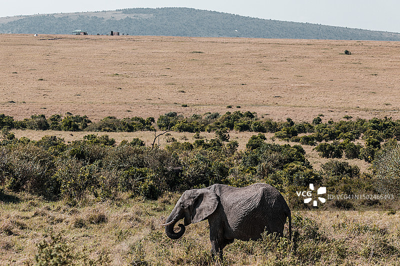 站在田野上的非洲象的侧视图，肯尼亚图片素材