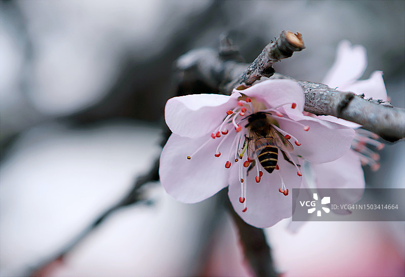 蜜蜂在樱花上的特写图片素材