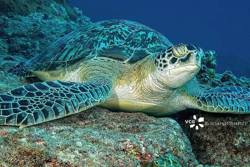海龟绿海龟(Chelonia mydas)在毛里求斯马斯克林群岛印度洋珊瑚礁水下闭着眼睛睡觉的绿海龟图片素材