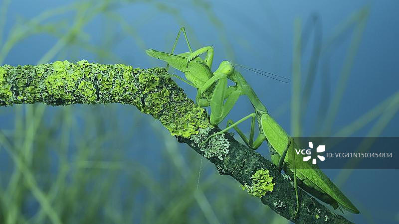 大雌绿螳螂贪婪地吃绿蚱蜢坐在长满地衣的树枝上。外高加索树螳螂(学名:Hierodula transcaucasica)，敖德萨，乌克兰图片素材