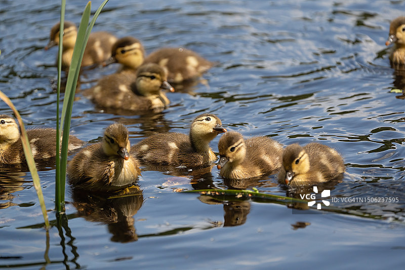 一群鸭子在清澈的水中游泳的特写，英国埃塞克斯图片素材