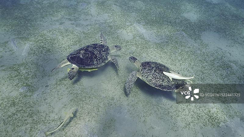两只雄性绿海龟(Chelonia mydas)的壳上有䲟鱼，在埃及红海的海草草地上显示了它们的优势地位图片素材