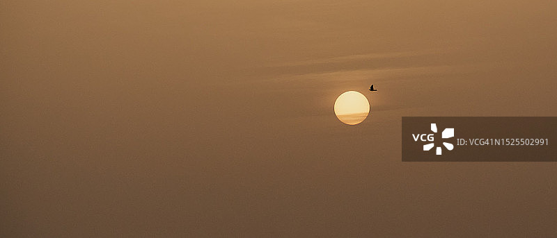 日落时鸟儿在天空中飞翔的低角度剪影图片素材