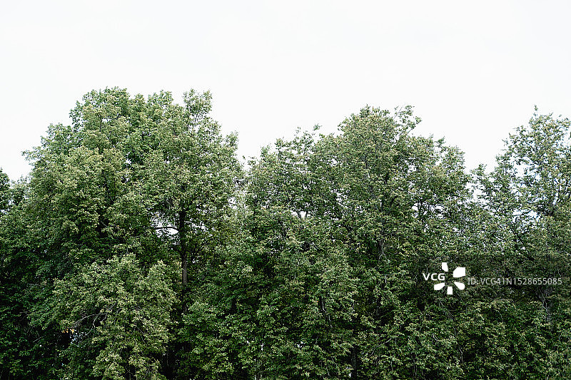密密的杨树冠对着天空，拷贝空间图片素材