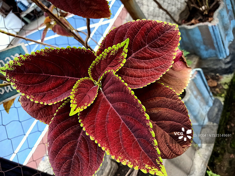 彩色植物的特写图片素材