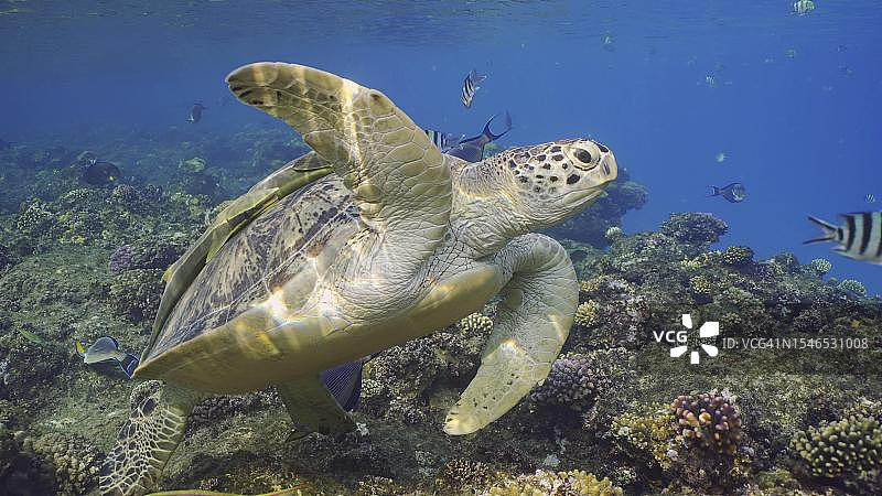 大绿海龟(Chelonia mydas)在阳光明媚的日子里游过珊瑚礁顶部，周围漂浮着一群热带鱼图片素材