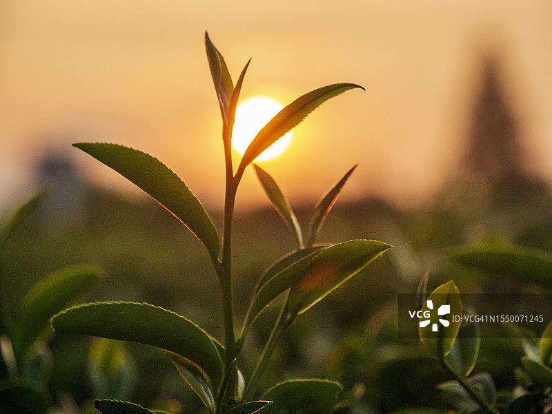 有机农场阳光下的绿茶树叶。夏天的早晨，新鲜的嫩芽草药农场。阳光绿茶树植物。清晨，茶树绿油油的大自然图片素材