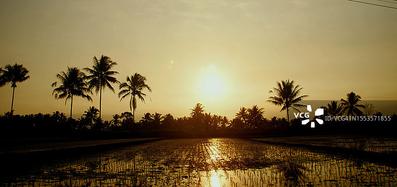 日落时，湖边棕榈树的剪影映衬着天空图片素材
