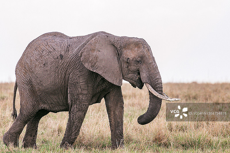 非洲象站在田野上的侧视图，对着晴朗的天空图片素材