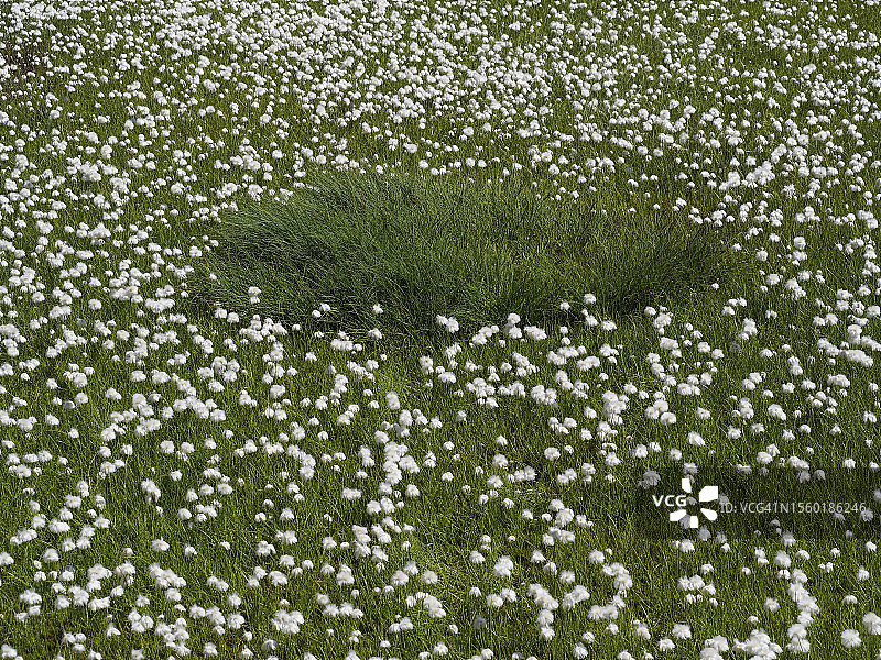 棉草(Eriophorum angustifolium)在圣哥达山口附近的Laghi della Valletta开花图片素材