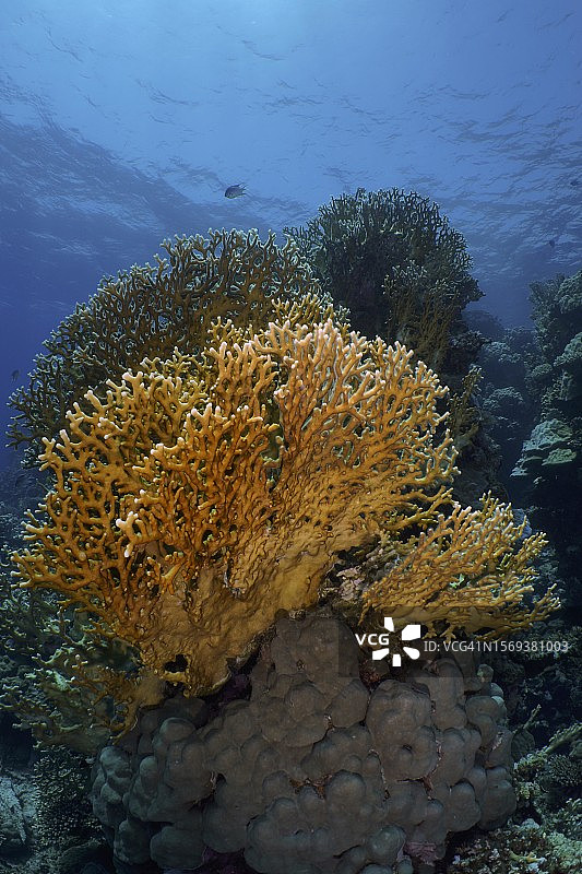 网格火珊瑚(千孔虫二歧)，网格火珊瑚，潜水地点屋礁，红树林湾，El Quesir，红海，埃及图片素材