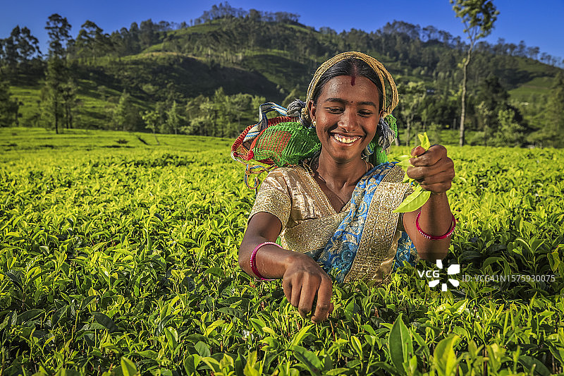 泰米尔妇女在锡兰的种植园里采摘茶叶图片素材