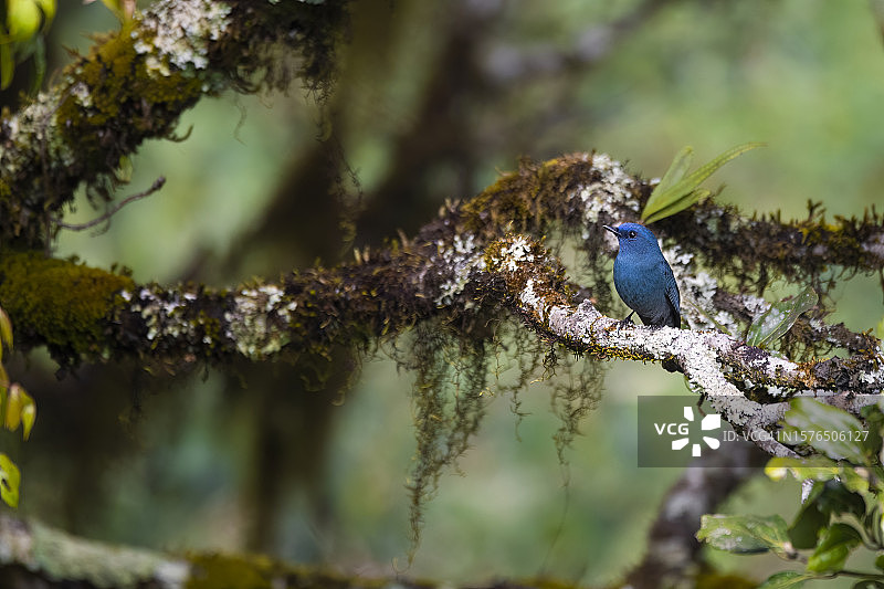 鸣禽栖息在树枝上的特写图片素材