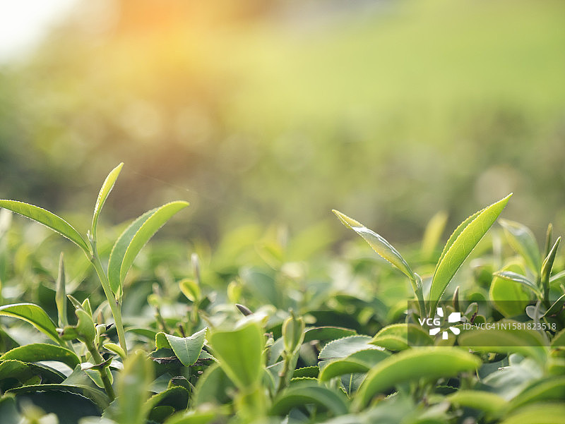 夏天的早晨，农场里新鲜嫩芽的草药。阳光绿茶树植物茶树在有机农场。清晨，茶树绿油油的大自然图片素材