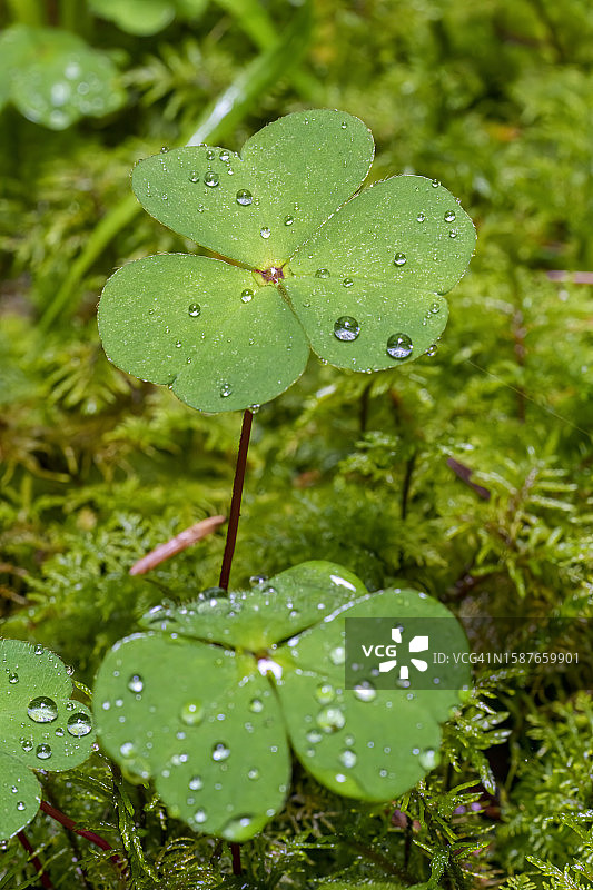 雨季潮湿的植物叶片特写图片素材