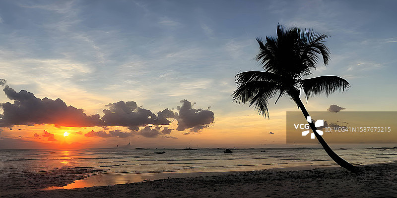 日落时，海滩上棕榈树的剪影映衬着天空图片素材