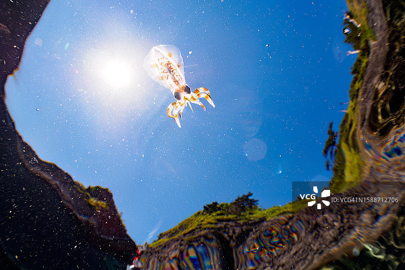 酷大鳍礁鱿鱼少年学校@ HIRIZO海滩图片素材