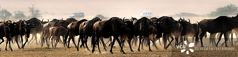大迁徙中马赛马拉马拉河附近的角马羚羊图片素材