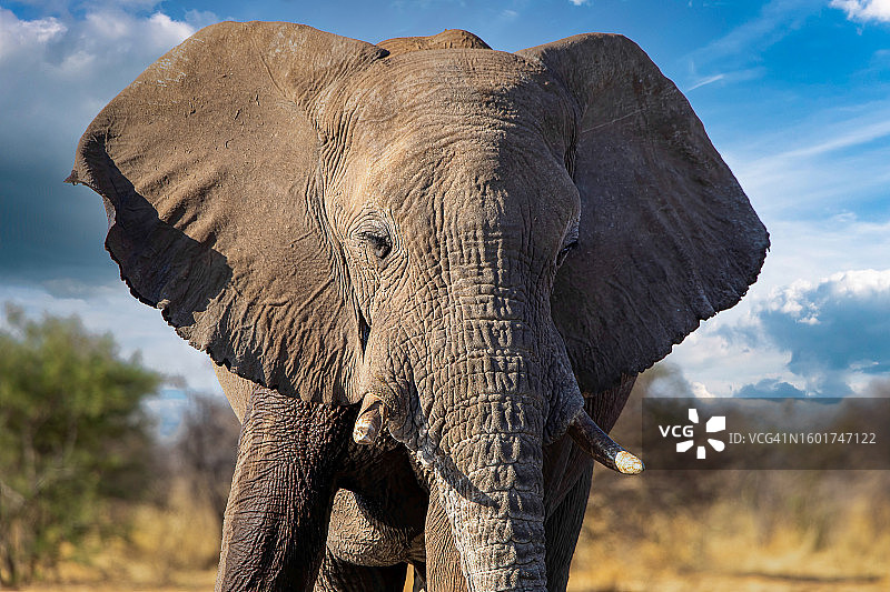 非洲象在田野上对着天空的特写图片素材