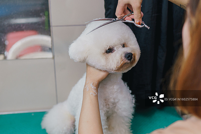一只贵宾犬正在接受它的皮毛的温柔的装饰图片素材